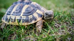 Câte țestoase trăiesc în natură și acasă